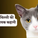 बेहरी बिल्ली की प्रेरणादायक कहानी - Bahri Billi ki Kahani